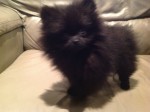 Adorable  Pomeranian Puppy For Re-homeing
